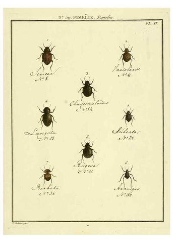 Reproducción/Reproduction 8112719431: Entomologie, ou, Histoire naturelle des insectes :. A Paris :De l'Imprimerie de Baudoin,1789-1808.