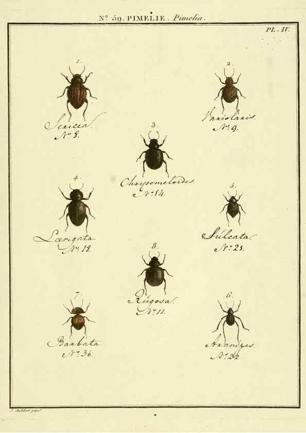 Reproducción/Reproduction 8112719431: Entomologie, ou, Histoire naturelle des insectes :. A Paris :De l'Imprimerie de Baudoin,1789-1808.