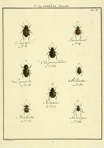 Reproducción/Reproduction 8112719431: Entomologie, ou, Histoire naturelle des insectes :. A Paris :De l'Imprimerie de Baudoin,1789-1808.