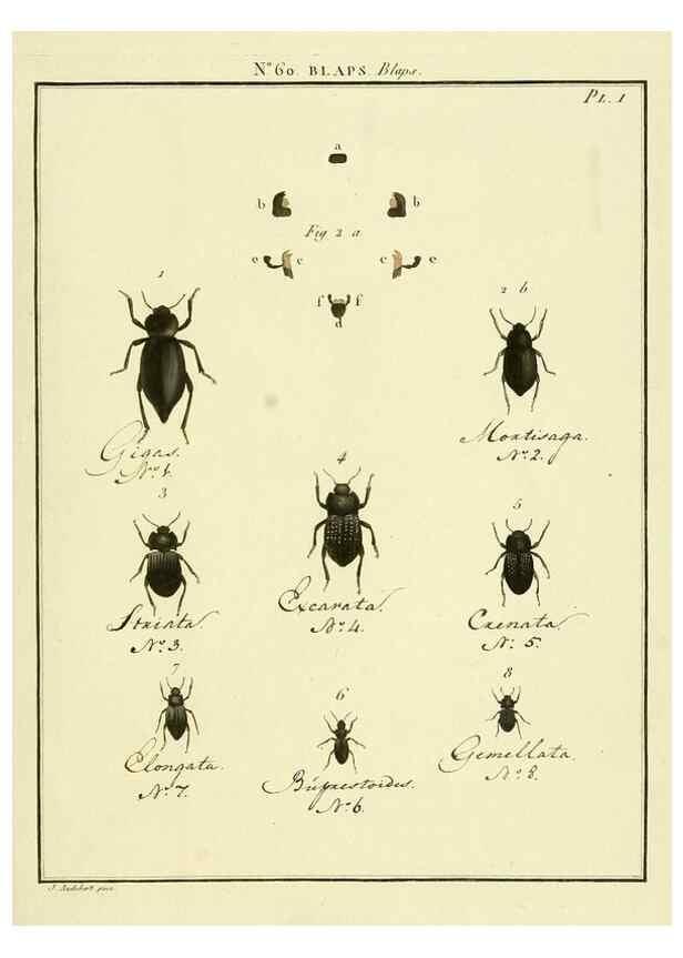 Reproducción/Reproduction 8112719859: Entomologie, ou, Histoire naturelle des insectes :. A Paris :De l'Imprimerie de Baudoin,1789-1808.