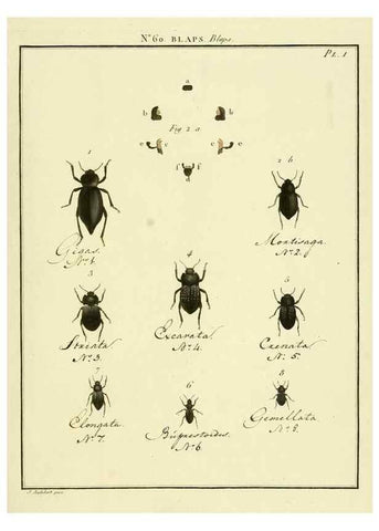 Reproducción/Reproduction 8112719859: Entomologie, ou, Histoire naturelle des insectes :. A Paris :De l'Imprimerie de Baudoin,1789-1808.