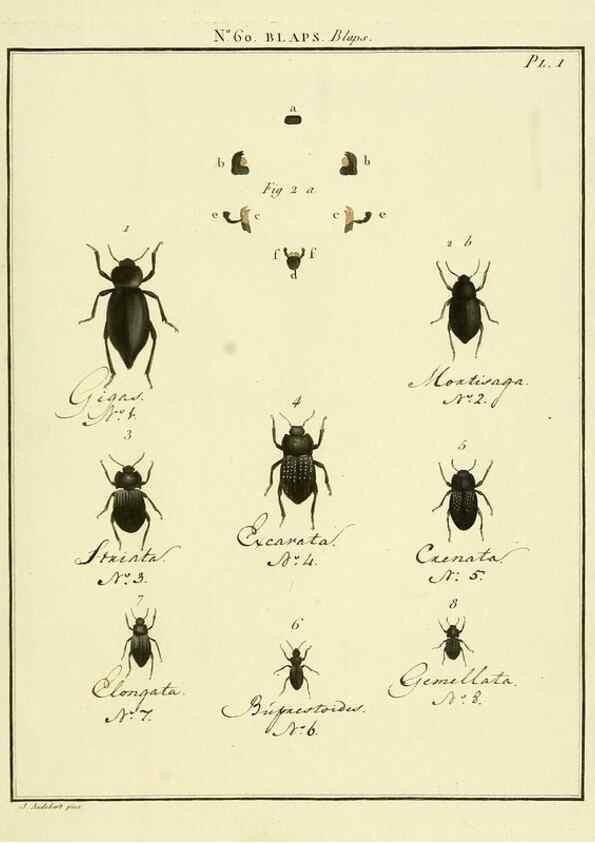 Reproducción/Reproduction 8112719859: Entomologie, ou, Histoire naturelle des insectes :. A Paris :De l'Imprimerie de Baudoin,1789-1808.