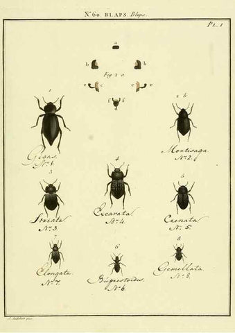 Reproducción/Reproduction 8112719859: Entomologie, ou, Histoire naturelle des insectes :. A Paris :De l'Imprimerie de Baudoin,1789-1808.