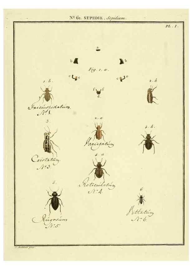 Reproducción/Reproduction 8112720277: Entomologie, ou, Histoire naturelle des insectes :. A Paris :De l'Imprimerie de Baudoin,1789-1808.