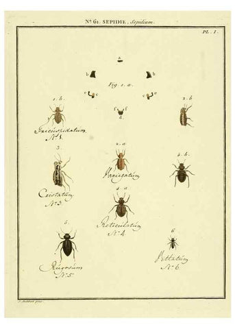 Reproducción/Reproduction 8112720277: Entomologie, ou, Histoire naturelle des insectes :. A Paris :De l'Imprimerie de Baudoin,1789-1808.