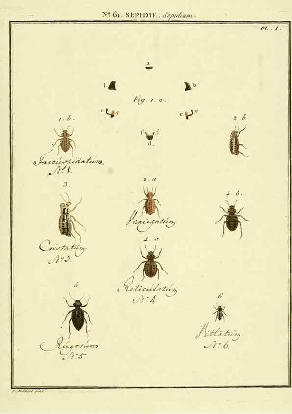 Reproducción/Reproduction 8112720277: Entomologie, ou, Histoire naturelle des insectes :. A Paris :De l'Imprimerie de Baudoin,1789-1808.