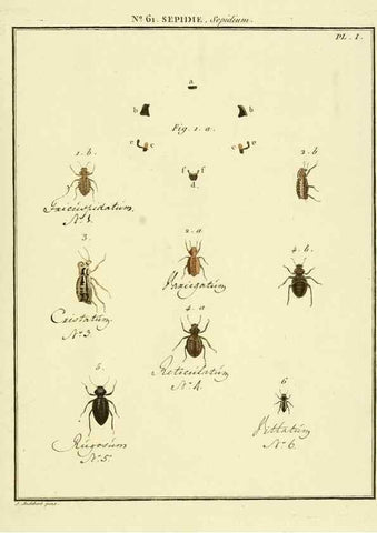 Reproducción/Reproduction 8112720277: Entomologie, ou, Histoire naturelle des insectes :. A Paris :De l'Imprimerie de Baudoin,1789-1808.