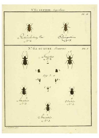 Reproducción/Reproduction 8112720711: Entomologie, ou, Histoire naturelle des insectes :. A Paris :De l'Imprimerie de Baudoin,1789-1808.