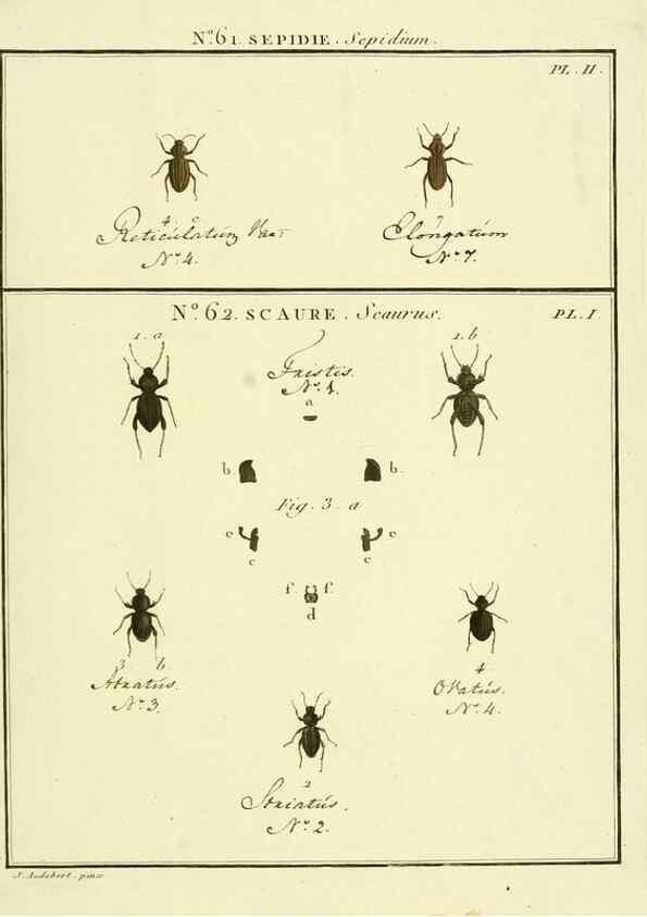 Reproducción/Reproduction 8112720711: Entomologie, ou, Histoire naturelle des insectes :. A Paris :De l'Imprimerie de Baudoin,1789-1808.