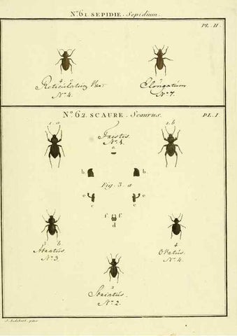 Reproducción/Reproduction 8112720711: Entomologie, ou, Histoire naturelle des insectes :. A Paris :De l'Imprimerie de Baudoin,1789-1808.