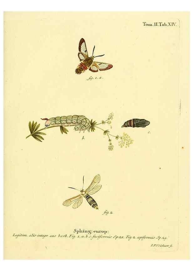 Reproducción/Reproduction 8141916968: Die Schmetterlinge in Abbildungen nach der Natur /. Leipzig :T.O. Weigel,[1829-1839]