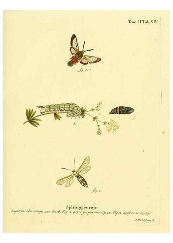 Reproducción/Reproduction 8141916968: Die Schmetterlinge in Abbildungen nach der Natur /. Leipzig :T.O. Weigel,[1829-1839]