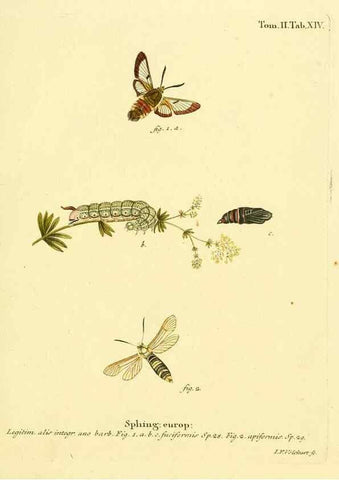 Reproducción/Reproduction 8141916968: Die Schmetterlinge in Abbildungen nach der Natur /. Leipzig :T.O. Weigel,[1829-1839]