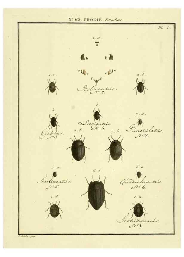 Reproducción/Reproduction 8112730680: Entomologie, ou, Histoire naturelle des insectes :. A Paris :De l'Imprimerie de Baudoin,1789-1808.