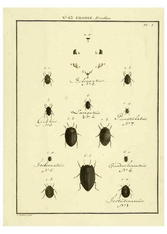 Reproducción/Reproduction 8112730680: Entomologie, ou, Histoire naturelle des insectes :. A Paris :De l'Imprimerie de Baudoin,1789-1808.
