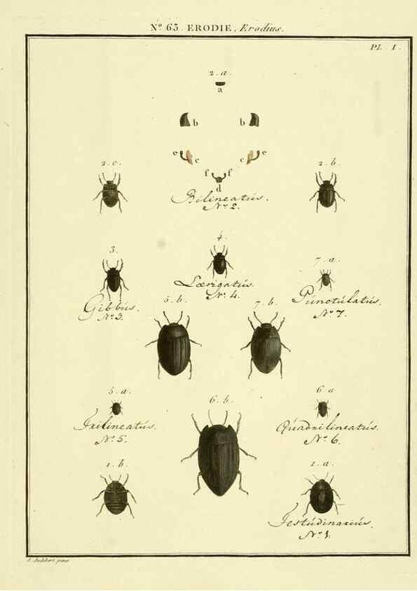 Reproducción/Reproduction 8112730680: Entomologie, ou, Histoire naturelle des insectes :. A Paris :De l'Imprimerie de Baudoin,1789-1808.