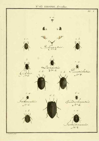 Reproducción/Reproduction 8112730680: Entomologie, ou, Histoire naturelle des insectes :. A Paris :De l'Imprimerie de Baudoin,1789-1808.