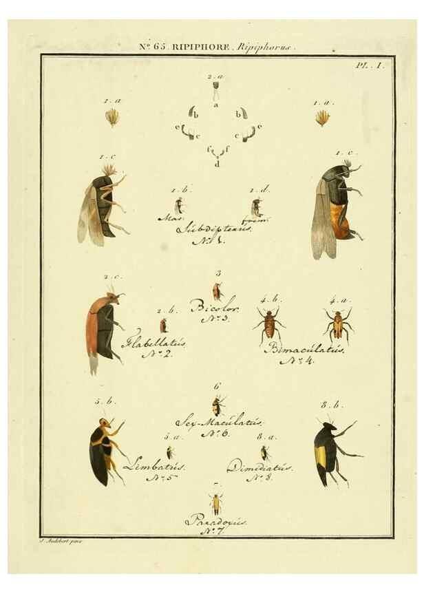 Reproducción/Reproduction 8112731514: Entomologie, ou, Histoire naturelle des insectes :. A Paris :De l'Imprimerie de Baudoin,1789-1808.
