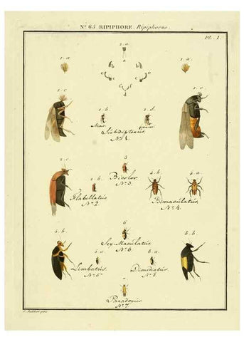 Reproducción/Reproduction 8112731514: Entomologie, ou, Histoire naturelle des insectes :. A Paris :De l'Imprimerie de Baudoin,1789-1808.