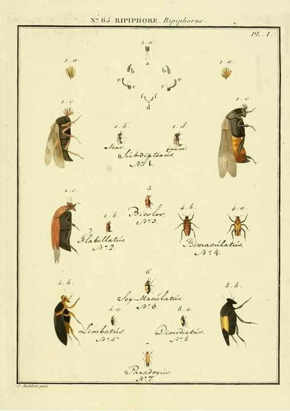 Reproducción/Reproduction 8112731514: Entomologie, ou, Histoire naturelle des insectes :. A Paris :De l'Imprimerie de Baudoin,1789-1808.