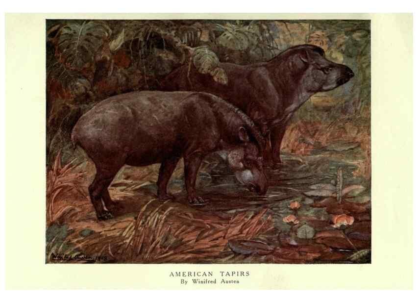 Reproducción/Reproduction 8116022053: The wild beasts of the world /. London :T. C. & E. C. Jack,[1909?]
