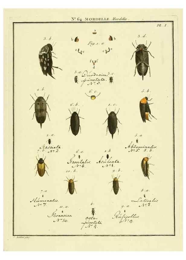 Reproducción/Reproduction 8112731132: Entomologie, ou, Histoire naturelle des insectes :. A Paris :De l'Imprimerie de Baudoin,1789-1808.