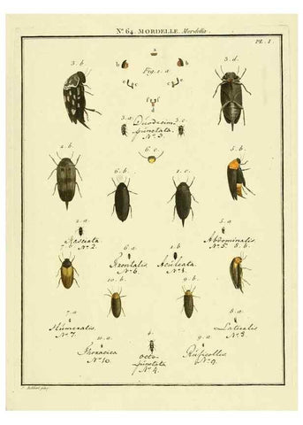 Reproducción/Reproduction 8112731132: Entomologie, ou, Histoire naturelle des insectes :. A Paris :De l'Imprimerie de Baudoin,1789-1808.
