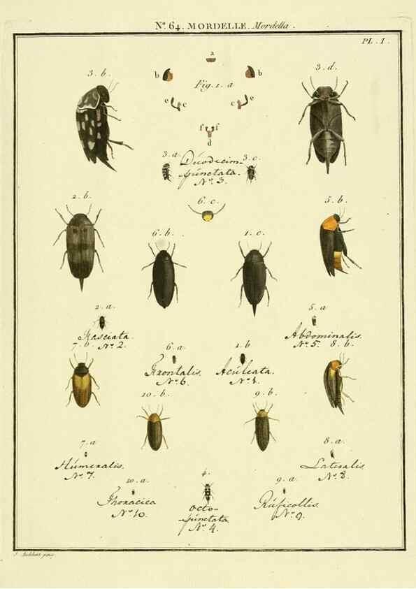 Reproducción/Reproduction 8112731132: Entomologie, ou, Histoire naturelle des insectes :. A Paris :De l'Imprimerie de Baudoin,1789-1808.