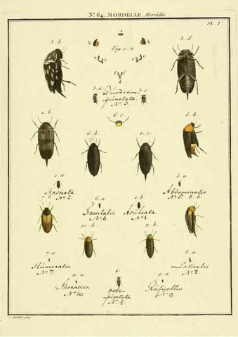 Reproducción/Reproduction 8112731132: Entomologie, ou, Histoire naturelle des insectes :. A Paris :De l'Imprimerie de Baudoin,1789-1808.