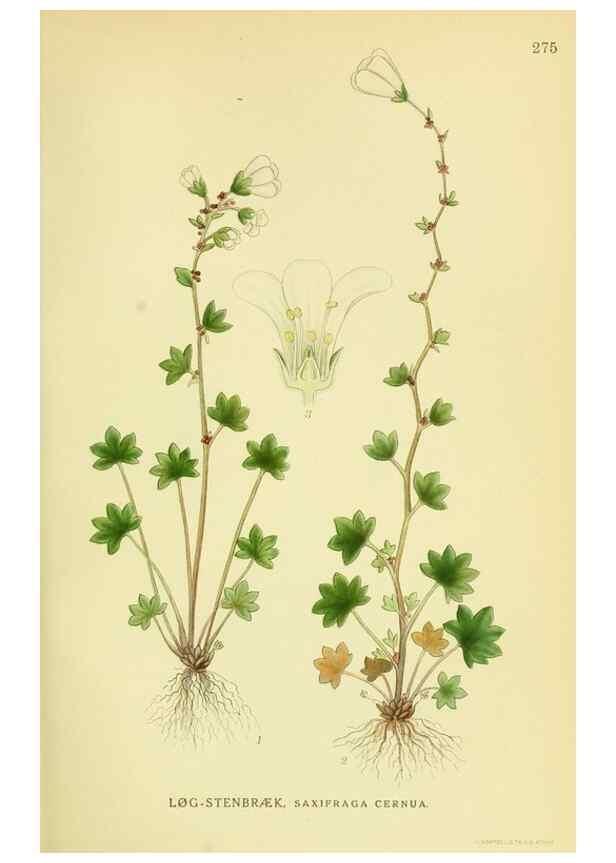 Reproducción/Reproduction 8147556109: Billeder af nordens flora,. København,G.E.C. Gad's forlag,1917-1927.