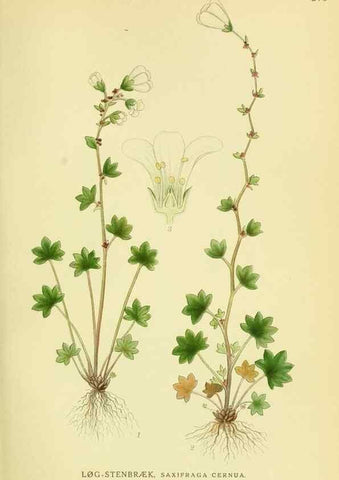 Reproducción/Reproduction 8147556109: Billeder af nordens flora,. København,G.E.C. Gad's forlag,1917-1927.
