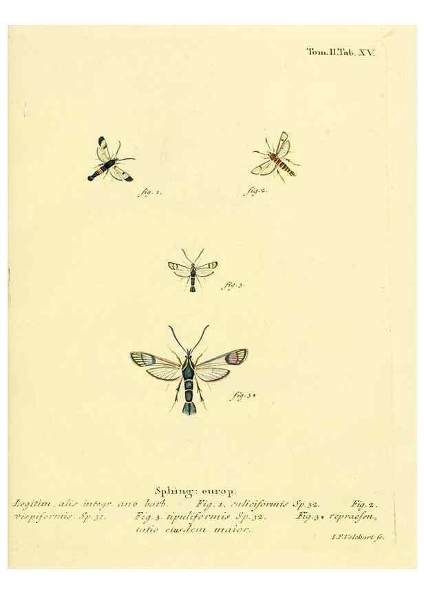 Reproducción/Reproduction 8141887435: Die Schmetterlinge in Abbildungen nach der Natur /. Leipzig :T.O. Weigel,[1829-1839]