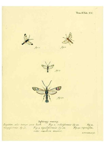 Reproducción/Reproduction 8141887435: Die Schmetterlinge in Abbildungen nach der Natur /. Leipzig :T.O. Weigel,[1829-1839]