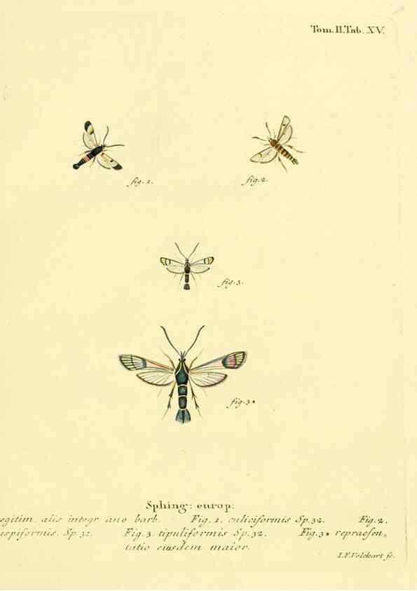 Reproducción/Reproduction 8141887435: Die Schmetterlinge in Abbildungen nach der Natur /. Leipzig :T.O. Weigel,[1829-1839]