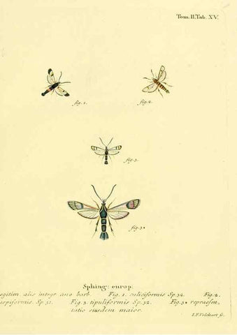 Reproducción/Reproduction 8141887435: Die Schmetterlinge in Abbildungen nach der Natur /. Leipzig :T.O. Weigel,[1829-1839]