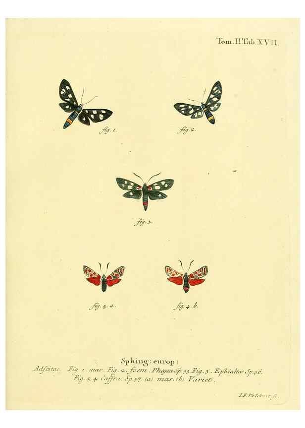 Reproducción/Reproduction 8141888305: Die Schmetterlinge in Abbildungen nach der Natur /. Leipzig :T.O. Weigel,[1829-1839]