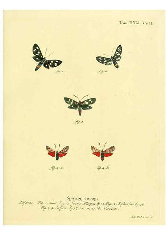 Reproducción/Reproduction 8141888305: Die Schmetterlinge in Abbildungen nach der Natur /. Leipzig :T.O. Weigel,[1829-1839]