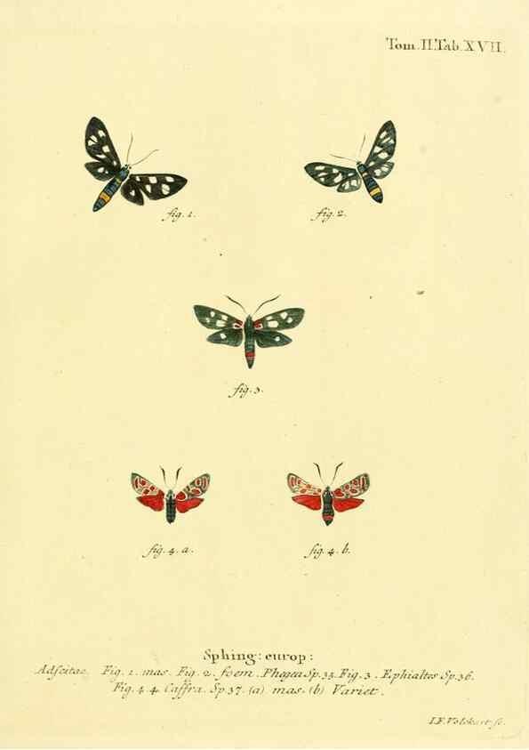 Reproducción/Reproduction 8141888305: Die Schmetterlinge in Abbildungen nach der Natur /. Leipzig :T.O. Weigel,[1829-1839]