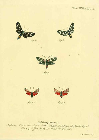 Reproducción/Reproduction 8141888305: Die Schmetterlinge in Abbildungen nach der Natur /. Leipzig :T.O. Weigel,[1829-1839]