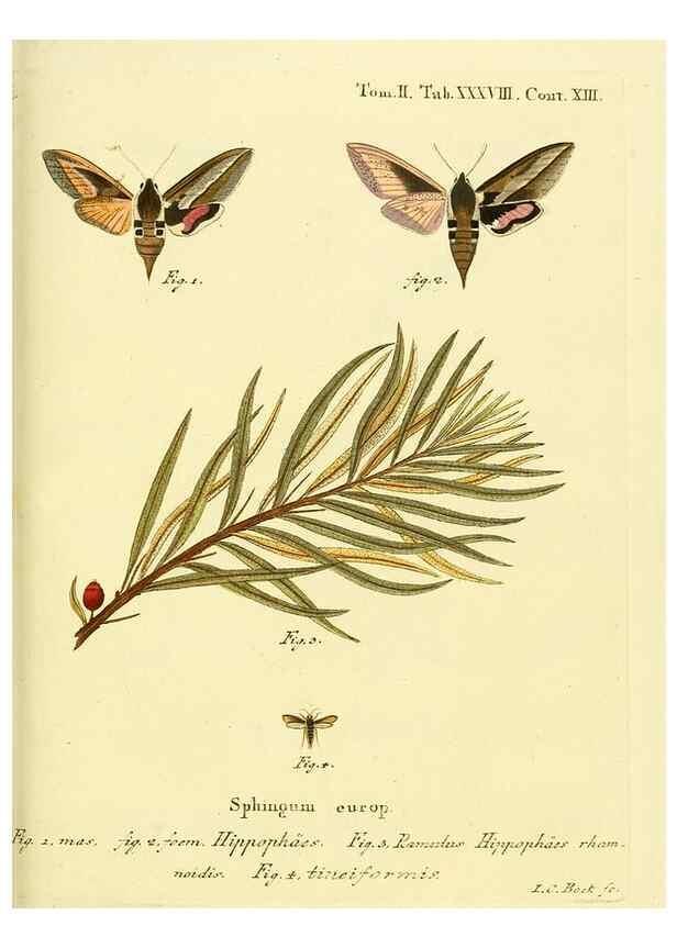 Reproducción/Reproduction 8141930248: Die Schmetterlinge in Abbildungen nach der Natur /. Leipzig :T.O. Weigel,[1829-1839]