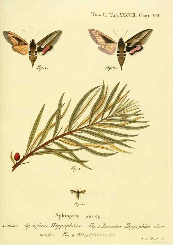 Reproducción/Reproduction 8141930248: Die Schmetterlinge in Abbildungen nach der Natur /. Leipzig :T.O. Weigel,[1829-1839]