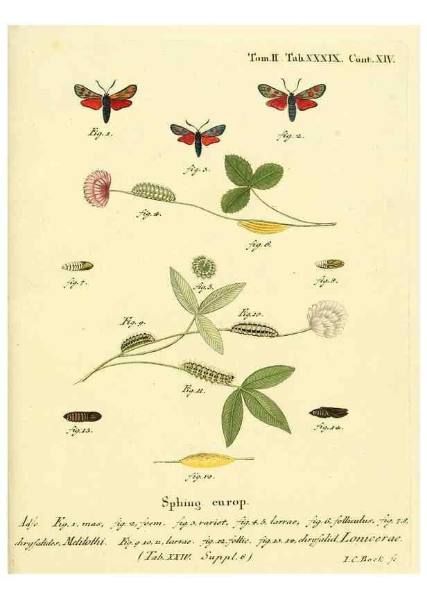 Reproducción/Reproduction 8141930760: Die Schmetterlinge in Abbildungen nach der Natur /. Leipzig :T.O. Weigel,[1829-1839]