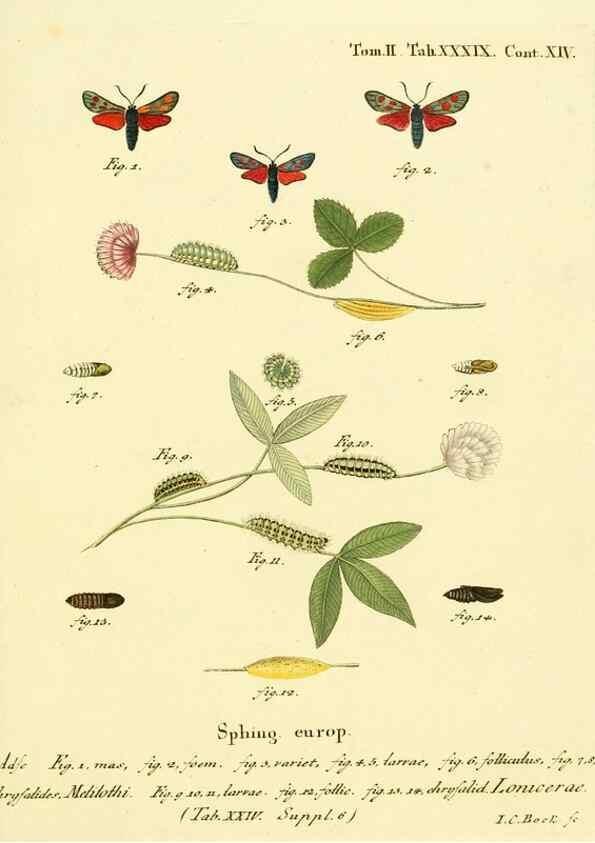Reproducción/Reproduction 8141930760: Die Schmetterlinge in Abbildungen nach der Natur /. Leipzig :T.O. Weigel,[1829-1839]
