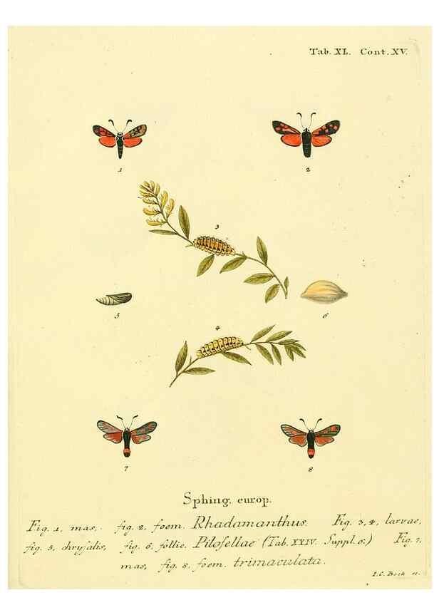 Reproducción/Reproduction 8141931618: Die Schmetterlinge in Abbildungen nach der Natur /. Leipzig :T.O. Weigel,[1829-1839]