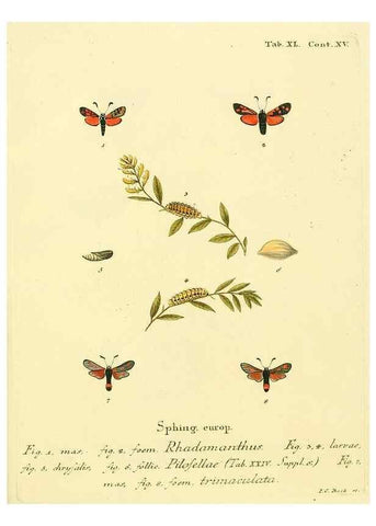 Reproducción/Reproduction 8141931618: Die Schmetterlinge in Abbildungen nach der Natur /. Leipzig :T.O. Weigel,[1829-1839]