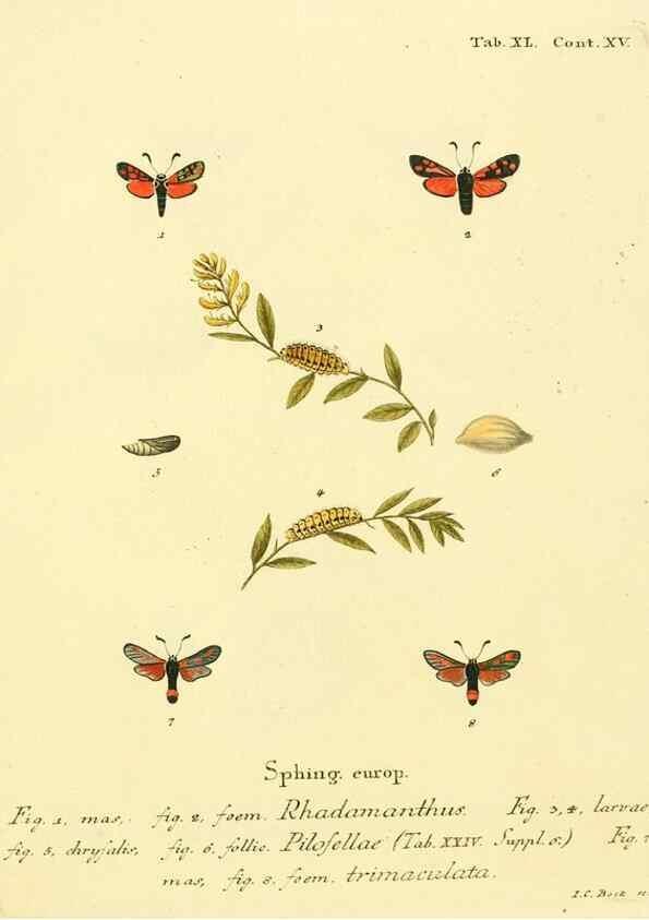 Reproducción/Reproduction 8141931618: Die Schmetterlinge in Abbildungen nach der Natur /. Leipzig :T.O. Weigel,[1829-1839]