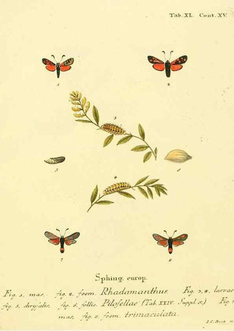 Reproducción/Reproduction 8141931618: Die Schmetterlinge in Abbildungen nach der Natur /. Leipzig :T.O. Weigel,[1829-1839]