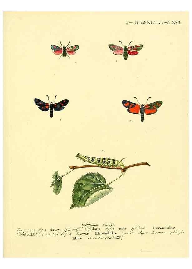 Reproducción/Reproduction 8141902191: Die Schmetterlinge in Abbildungen nach der Natur /. Leipzig :T.O. Weigel,[1829-1839]