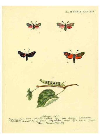 Reproducción/Reproduction 8141902191: Die Schmetterlinge in Abbildungen nach der Natur /. Leipzig :T.O. Weigel,[1829-1839]