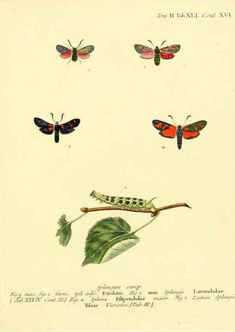Reproducción/Reproduction 8141902191: Die Schmetterlinge in Abbildungen nach der Natur /. Leipzig :T.O. Weigel,[1829-1839]
